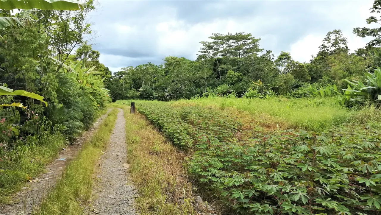 Fotografía 1 de Venta de lote en Río Jiménez, Guácimo, Limón