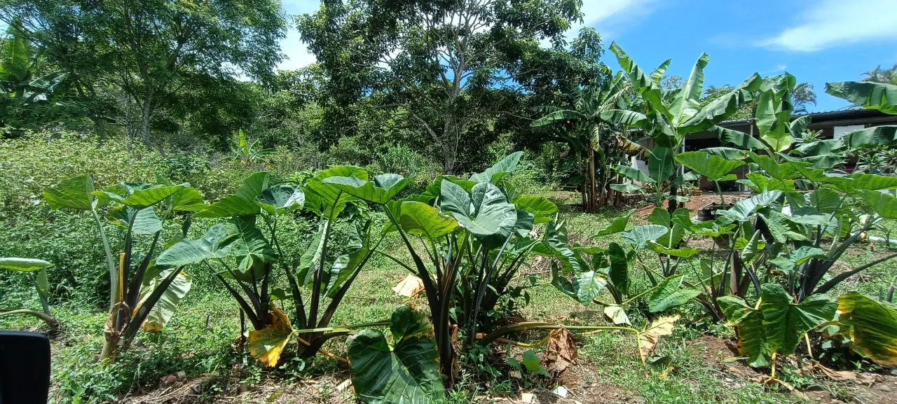 Fotografía 1 de Remate bancario de lote en San Juan, Naranjo, Alajuela