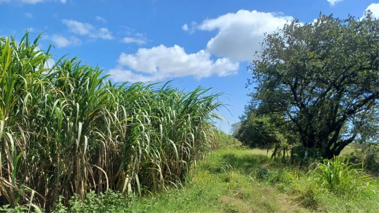 Photo 1 of Land auction in FILADELFIA, Carrillo, Guanacaste
