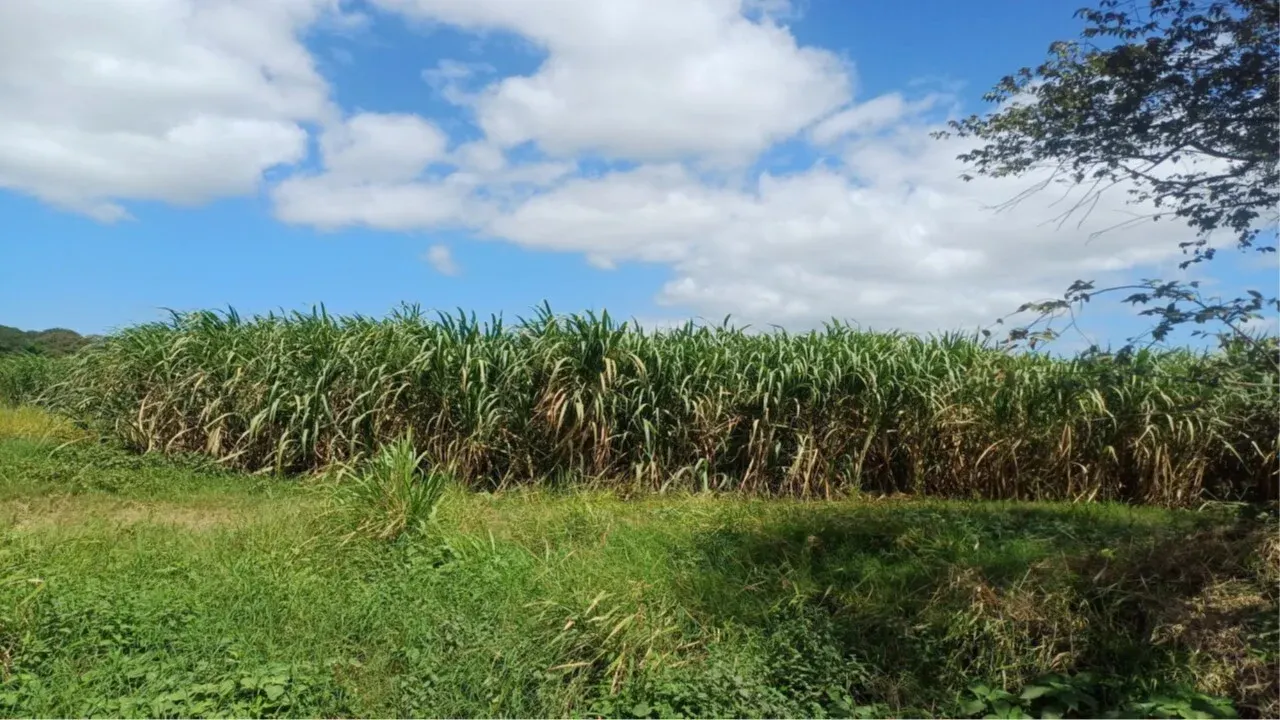 Fotografía 1 de Remate bancario de lote en Filadelfia, Carrillo, Guanacaste