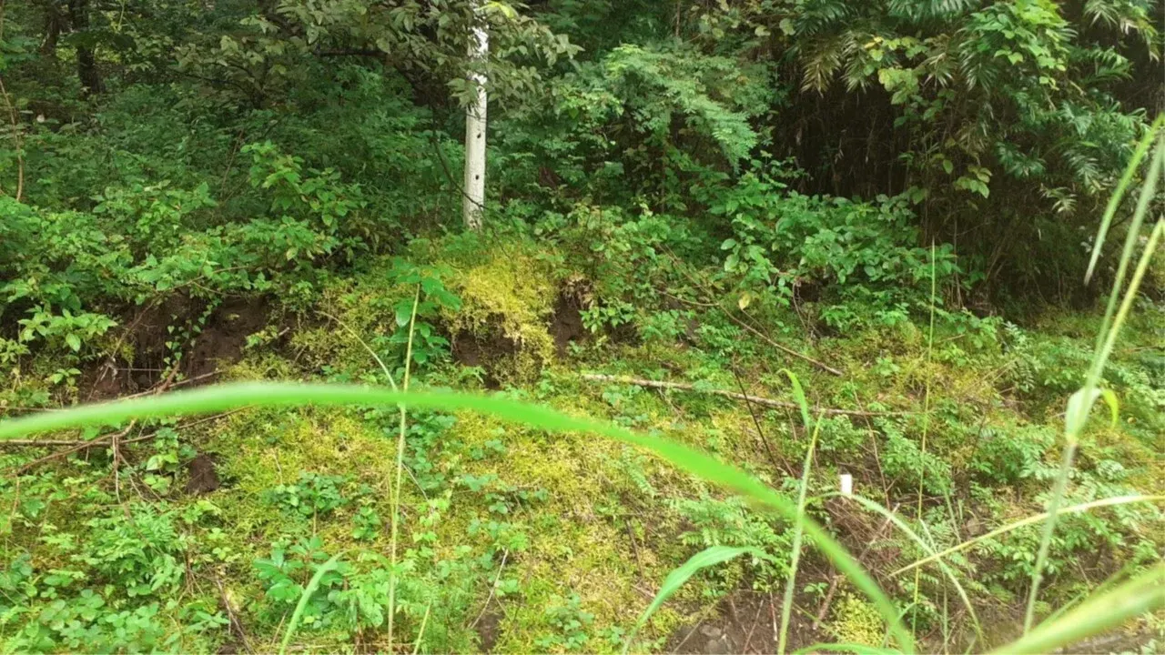 Photo 1 of Land auction in Cañas, Guanacaste