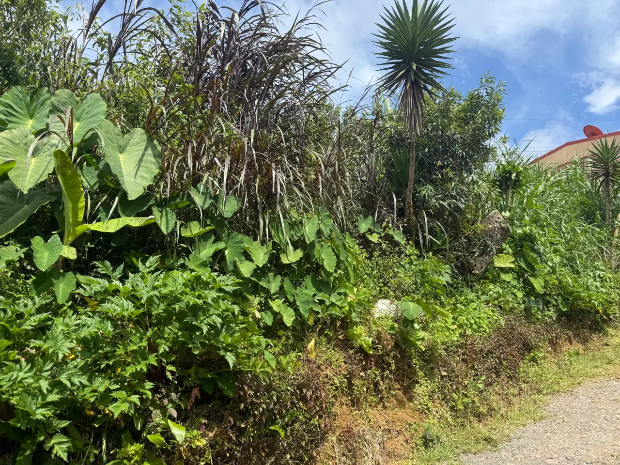 Fotografía 1 de Remate bancario de lote en San Marcos, Tarrazú, San José