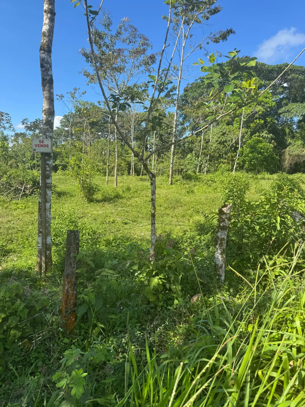 Photo 1 of Land auction in Santa Rosa, San Carlos, Alajuela