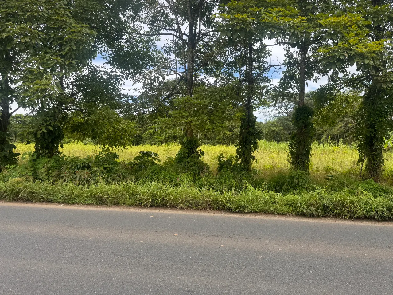 Photo 1 of Land auction in La Fortuna, San Carlos, Alajuela