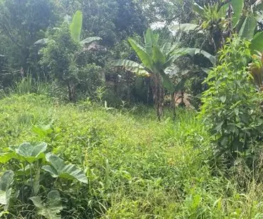 Photo 1 of Land auction in Volcán, Buenos Aires, Puntarenas