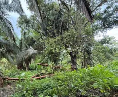 Photo 1 of Land auction in De la Palma, Osa, Puntarenas