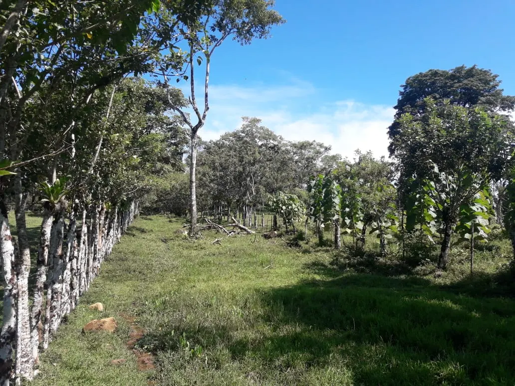 Fotografía 1 de Venta de lote en Canalete, Upala, Alajuela