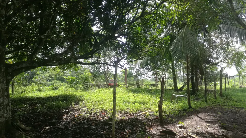 Fotografía 1 de Venta de lote en Llano Azul, Upala, Alajuela