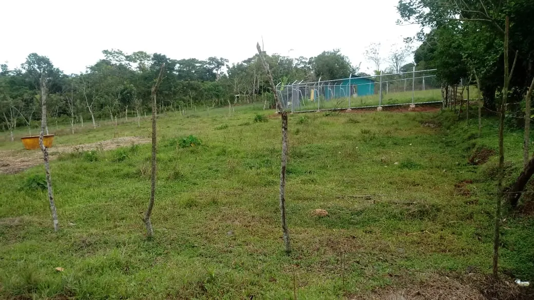 Photo 1 of Land for sale in Los Chiles, Alajuela