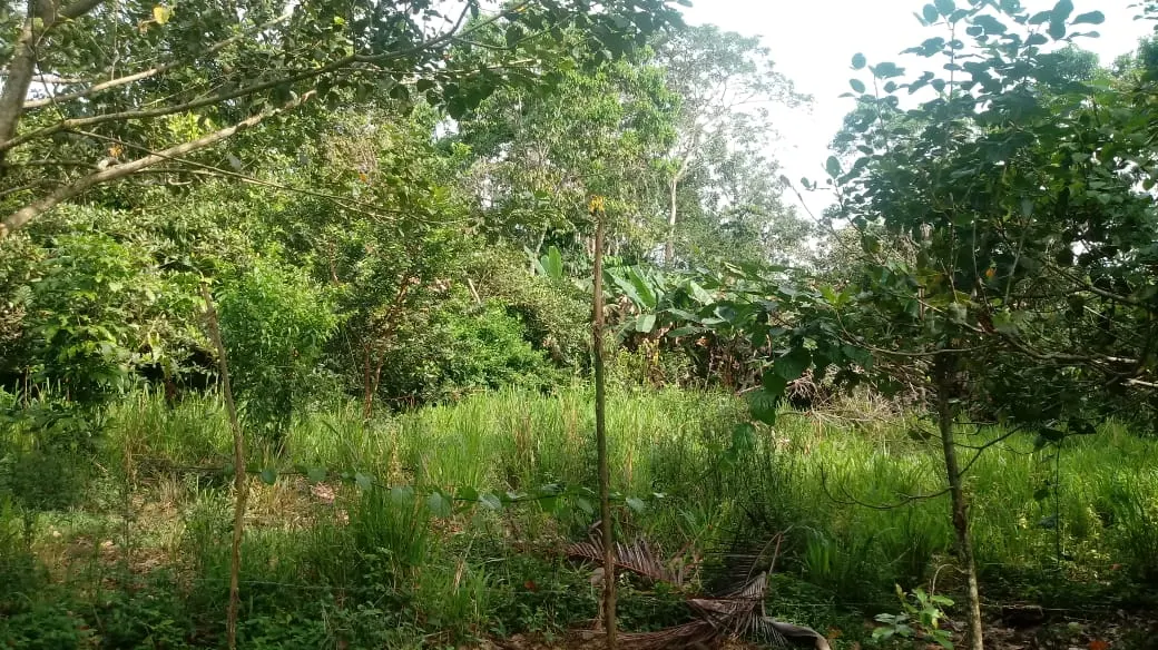 Fotografía 1 de Venta de lote en Cutris, San Carlos, Alajuela