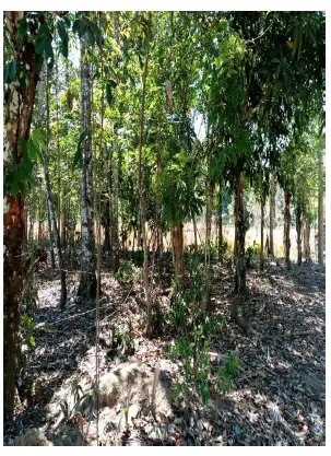 Fotografía 1 de Venta de lote en El Ceibo, Buenos Aires, Puntarenas