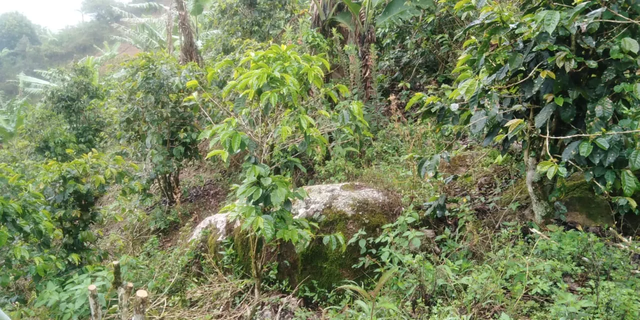 Photo 1 of Land for sale in Tarrazú, San José